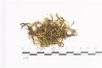 登錄號:B00011389藏品圖，第1張