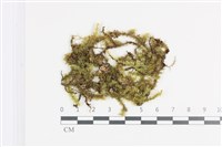 登錄號:B00011393藏品圖，第1張