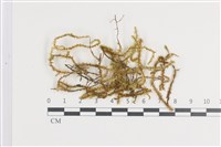 登錄號:B00011395藏品圖，第1張