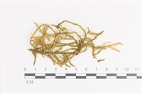 登錄號:B00011396藏品圖，第1張