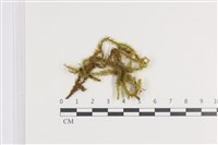 登錄號:B00011397藏品圖，第1張