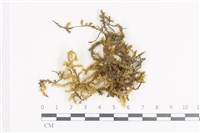 登錄號:B00011398藏品圖，第1張