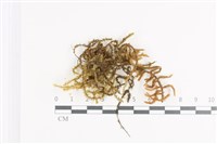 登錄號:B00011399藏品圖，第1張