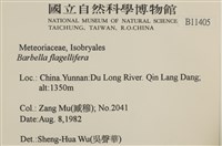 鞭枝懸蘚藏品圖，第2張