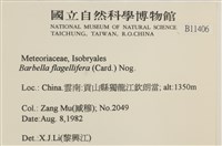 鞭枝懸蘚藏品圖，第2張