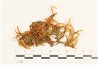 鞭枝懸蘚藏品圖，第1張