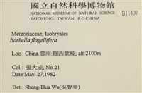 鞭枝懸蘚藏品圖，第2張