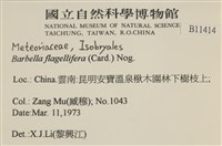 鞭枝懸蘚藏品圖，第2張