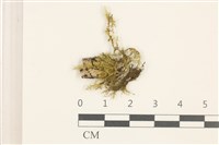 登錄號:B00011415藏品圖，第1張