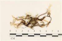 登錄號:B00011416藏品圖，第1張