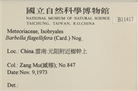 鞭枝懸蘚藏品圖，第2張