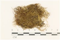 鞭枝懸蘚藏品圖，第1張