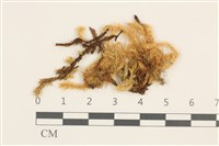 威氏青蘚藏品圖，第1張