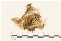 威氏青蘚藏品圖，第1張