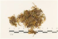 登錄號:B00011430藏品圖，第1張