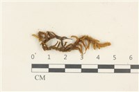 蔓枝蘚藏品圖，第1張