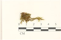 蔓枝蘚藏品圖，第1張