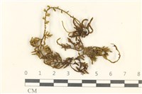 蔓枝蘚藏品圖，第1張