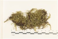 登錄號:B00011520藏品圖，第1張