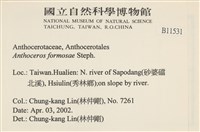 臺灣角苔藏品圖，第2張