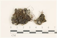 臺灣角苔藏品圖，第1張