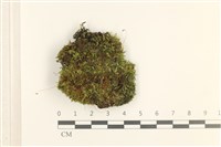 登錄號:B00011538藏品圖，第1張