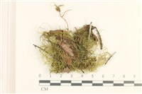 登錄號:B00011551藏品圖，第1張