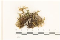 登錄號:B00011564藏品圖，第1張