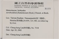 毛扭蘚藏品圖，第2張