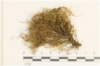 登錄號:B00011622藏品圖，第1張