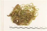 登錄號:B00011656藏品圖，第1張