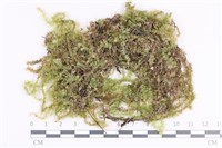 登錄號:B00011659藏品圖，第1張