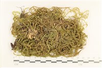 登錄號:B00011670藏品圖，第1張