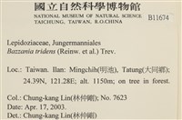 鞭苔,三裂鞭苔藏品圖，第2張