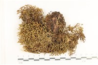 鞭苔,三裂鞭苔藏品圖，第1張