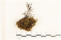 登錄號:B00011687藏品圖，第1張