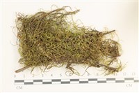 登錄號:B00011689藏品圖，第1張