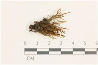 登錄號:B00011695藏品圖，第1張