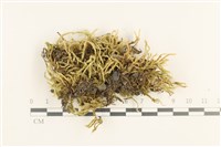 登錄號:B00011701藏品圖，第1張