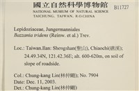 鞭苔,三裂鞭苔藏品圖，第2張