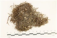 鞭苔,三裂鞭苔藏品圖，第1張