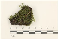 登錄號:B00011734藏品圖，第1張