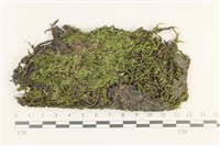 登錄號:B00011738藏品圖，第1張