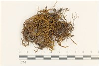 登錄號:B00011870藏品圖，第1張