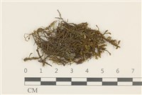 登錄號:B00011871藏品圖，第1張