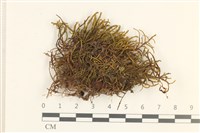 登錄號:B00011872藏品圖，第1張