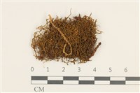 登錄號:B00011873藏品圖，第1張