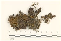 登錄號:B00011874藏品圖，第1張