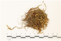 登錄號:B00011881藏品圖，第1張