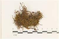 登錄號:B00011882藏品圖，第1張